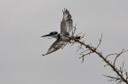 Pied kingfishers Pied kingfishers