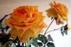 rosa, rosae rosa, rosae