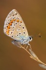 Polyommatus Icarus