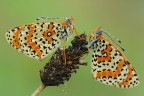 Melitea Didyma Melitea Didyma
