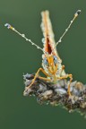 Melitea Didyma Melitea Didyma