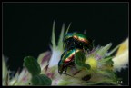 Accoppiamento di chrysolina herbacea Accoppiamento di chrysolina herbacea