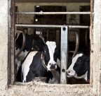 Sono rimasta sorpresa dall'espressione esterrefatta della mucca sulla sinistra ed ho trovato perfetta la presenza dell'altra e la loro inclinazione della testa entrambe rivolte nella stessa direzione. Non sembrano proprio due pettegole al balcone???!!!