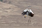 Gru coronata Gru coronata