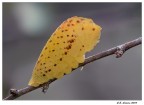 Bruco Podalirio particolare Bruco Podalirio particolare