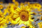 girasole
