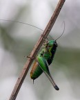 Cavalletta Cavalletta
