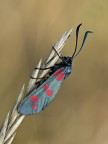 zygaena
