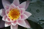 Lotus Lotus