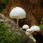 Oudemansiella mucida