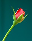 rosa rosa