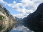 norvegia norvegia
