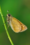 Ochlodes Sylvanus Ochlodes Sylvanus