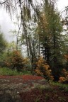 Nel sottobosco Nel sottobosco