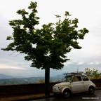 evergreens evergreens