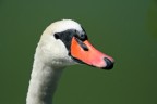 Cigno Cigno