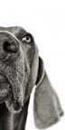 Spyke - Weimaraner Spyke - Weimaraner