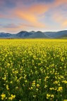 YelloWorld YelloWorld