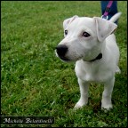 Cucciolotto Cucciolotto