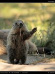 Cucciolo di Marmotta 001 - Hello World!!! Cucciolo di Marmotta 001 - Hello World!!!