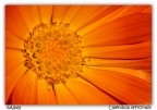 Calendula officinalis