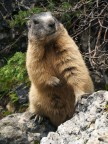 Marmotta #2 - Posso fidarmi? Marmotta #2 - Posso fidarmi?