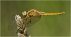 Orthetrum brunneum