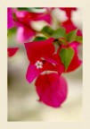 Mauritian flower Mauritian flower