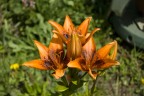 Fiori di montagna Fiori di montagna