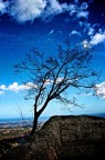 albero albero