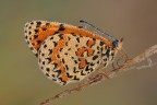 Melitea Didyma Melitea Didyma