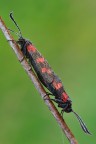 Zygaena Filipendulae Zygaena Filipendulae