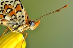 melitea profilo b. melitea profilo b.