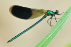 Calopteryx Splendens
