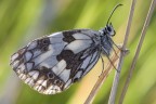 Melanargia Galathea in controluce Melanargia Galathea in controluce