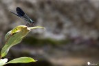 Calopteryx Virgo Calopteryx Virgo