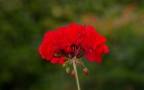 Geranio rosso Geranio rosso
