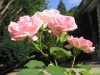 Rose di giardino Rose di giardino