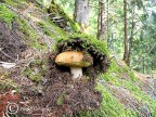 il re del bosco il re del bosco