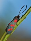 Sempre Zygaena filipendulae