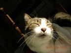 Charlie e il sole Charlie e il sole