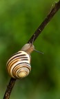Lumaca Lumaca
