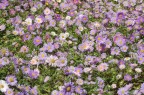Il colore viola Il colore viola