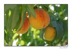 I Frutti della Terra I Frutti della Terra