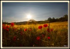 Alba di primavera Alba di primavera