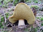 il re del bosco 2 il re del bosco 2