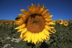 Girasole Girasole