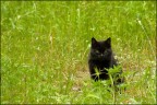 green eyes... green eyes...