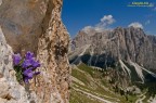 Campanula morettiana Campanula morettiana