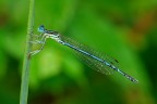 Damigella Damigella